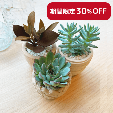 【ポット入り】多肉植物3個セット