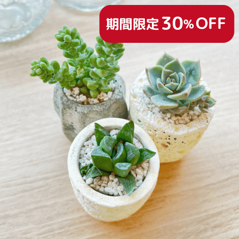 【ポット入り】ミニ多肉植物3個セット