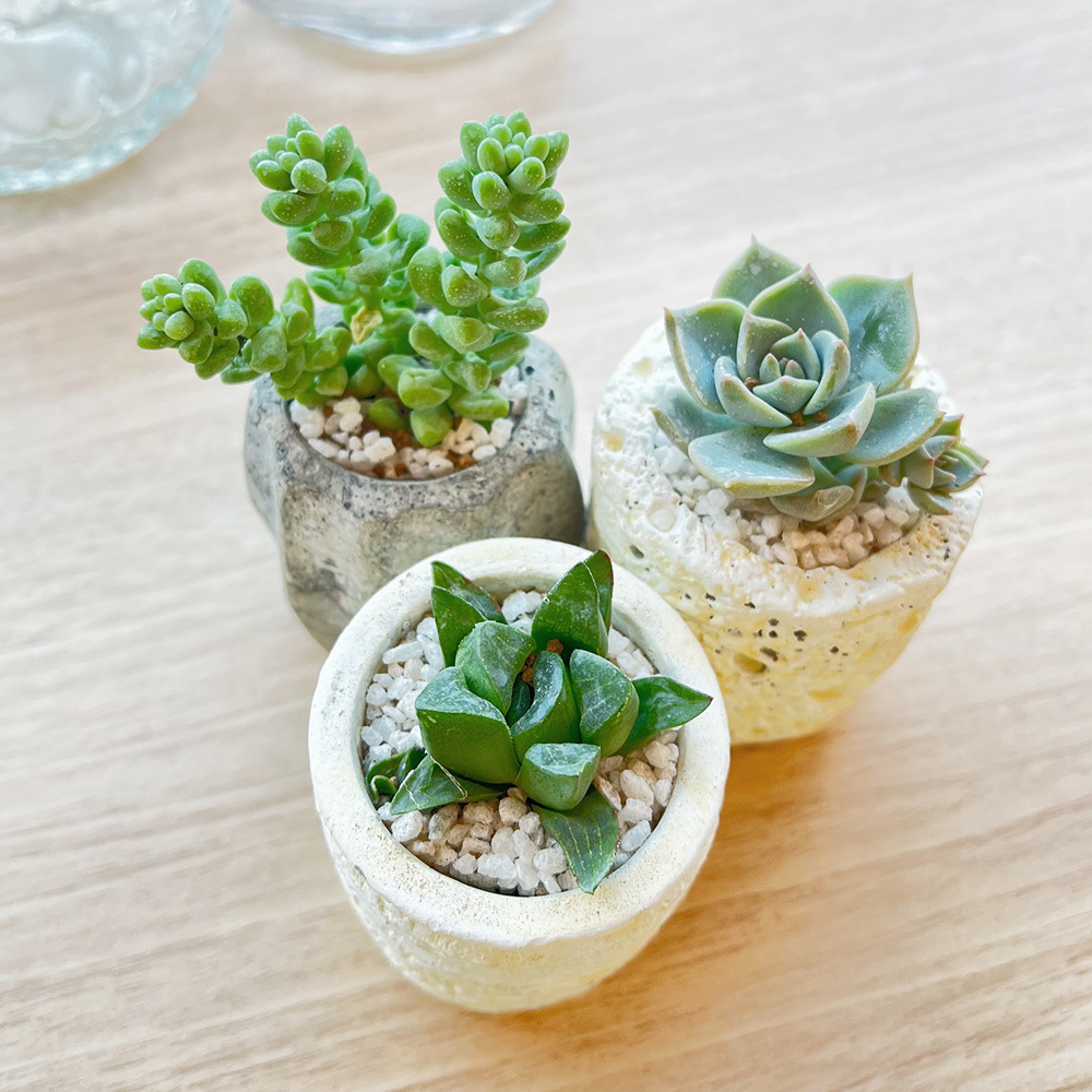 【おしゃれなポット入り】ミニ多肉植物3個セット