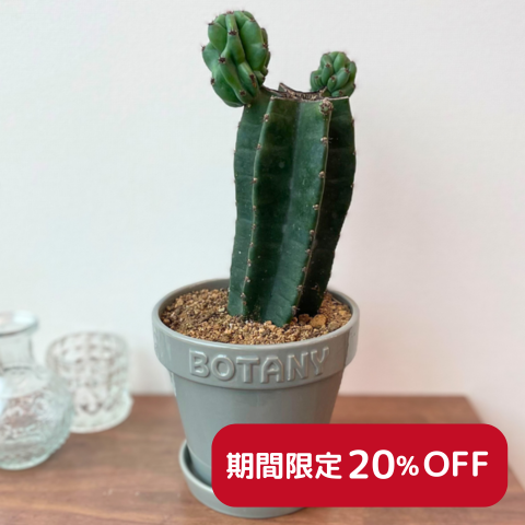 【DULTONのBOTANYポット入】柱サボテン　大