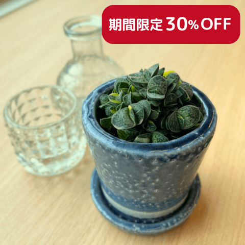 【DULTONのポット入り】多肉植物 ヴァイオレット