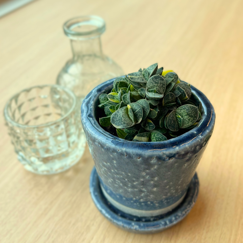 \\DULTONのポット入り//「多肉植物 ヴァイオレット」