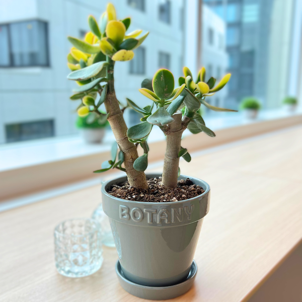 \\DULTONのBOTANYポット入り//「多肉植物」大