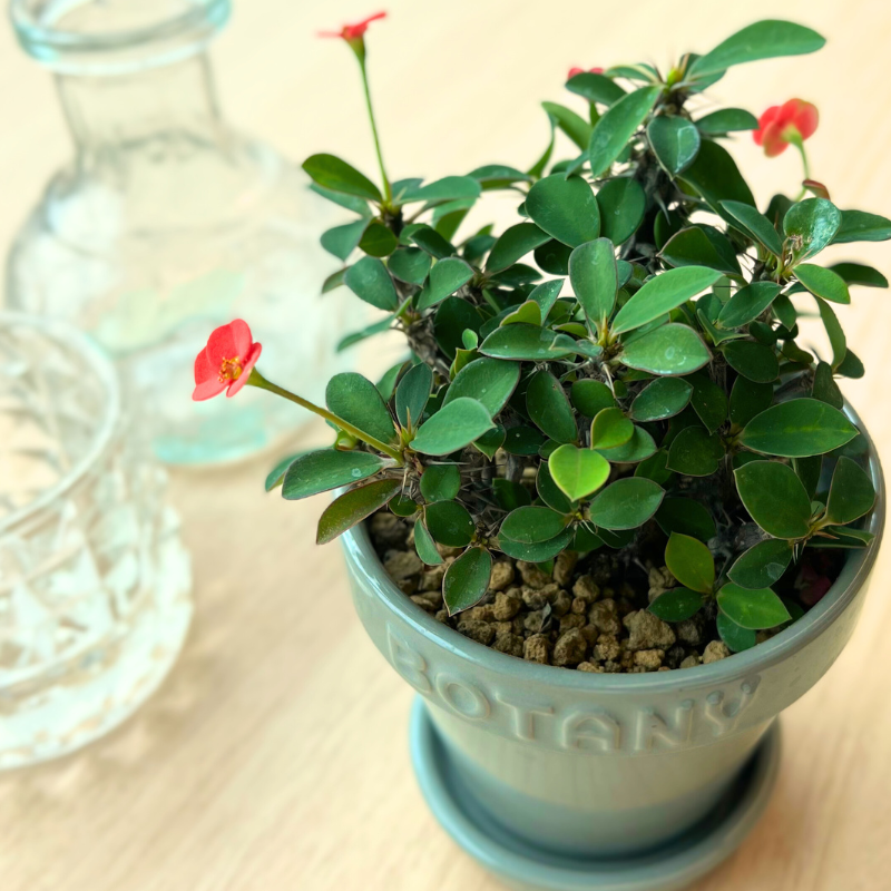 \\DULTONのBOTANYポット入り//「多肉植物」