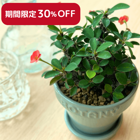 【DULTONのBOTANYポット入り】多肉植物