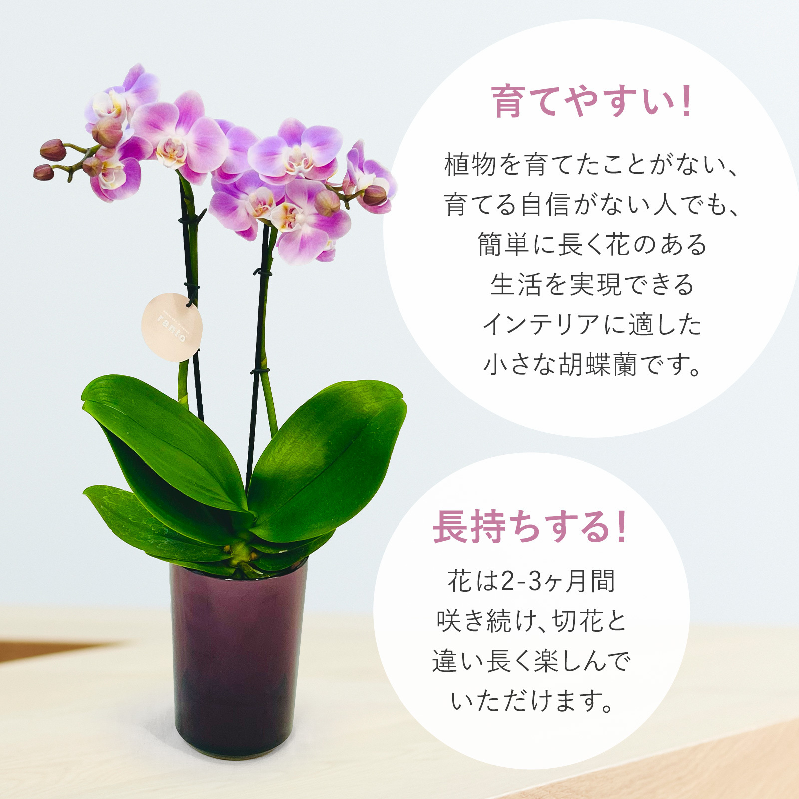 胡蝶蘭鉢 ライトピンク Lサイズ | お花のギフト通販 ブルーミー