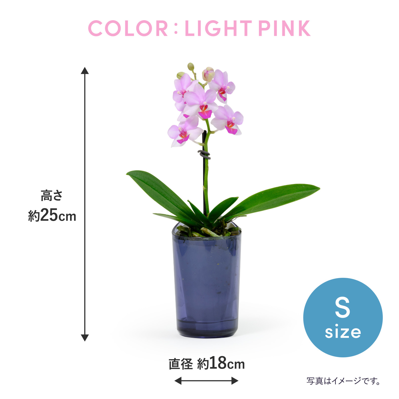 胡蝶蘭鉢 ライトピンク Sサイズ