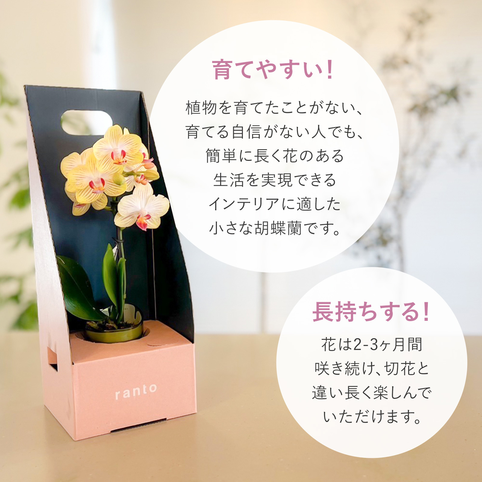 胡蝶蘭鉢 ライトピンク Sサイズ