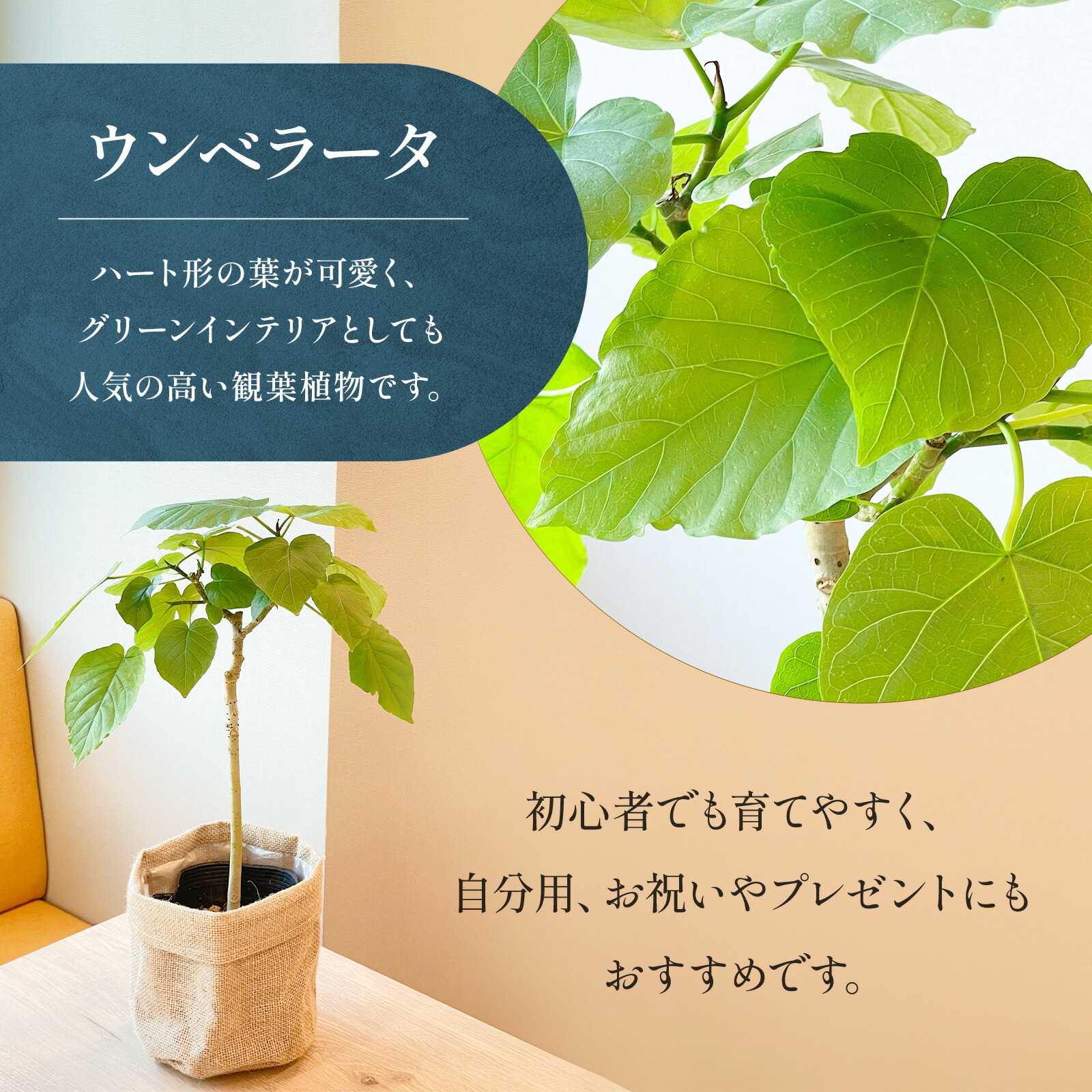 ウンベラータ5号鉢 麻カバー