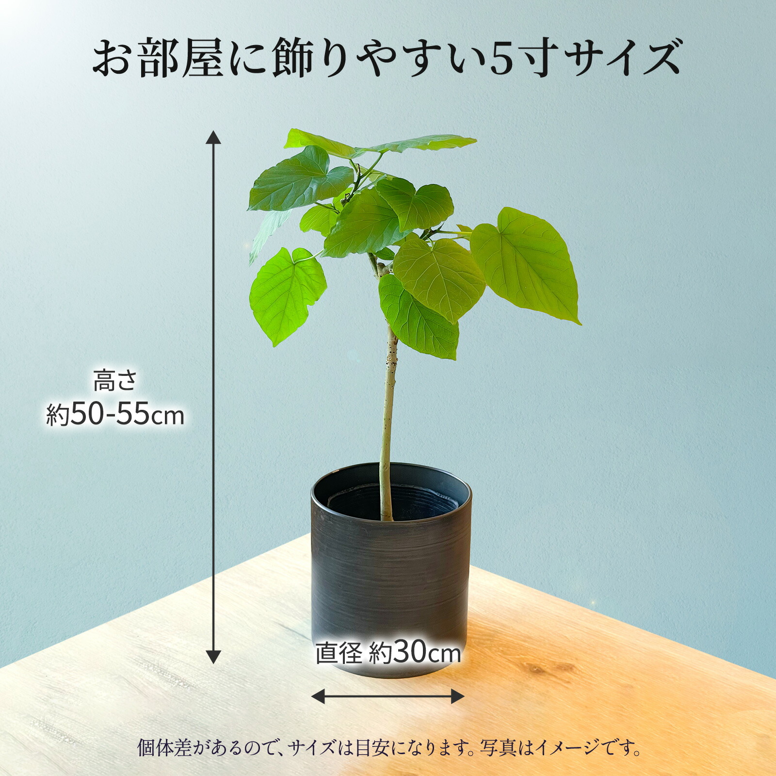 ウンベラータ5号鉢 麻カバー