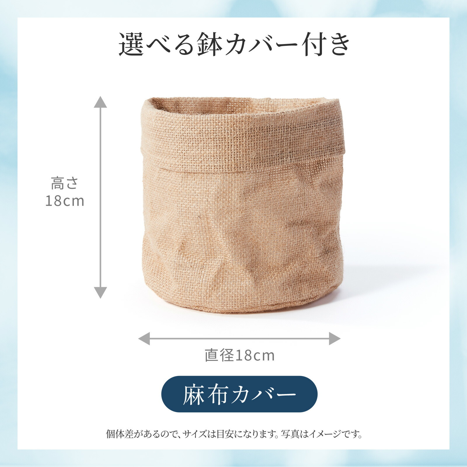 ウンベラータ5号鉢 麻カバー