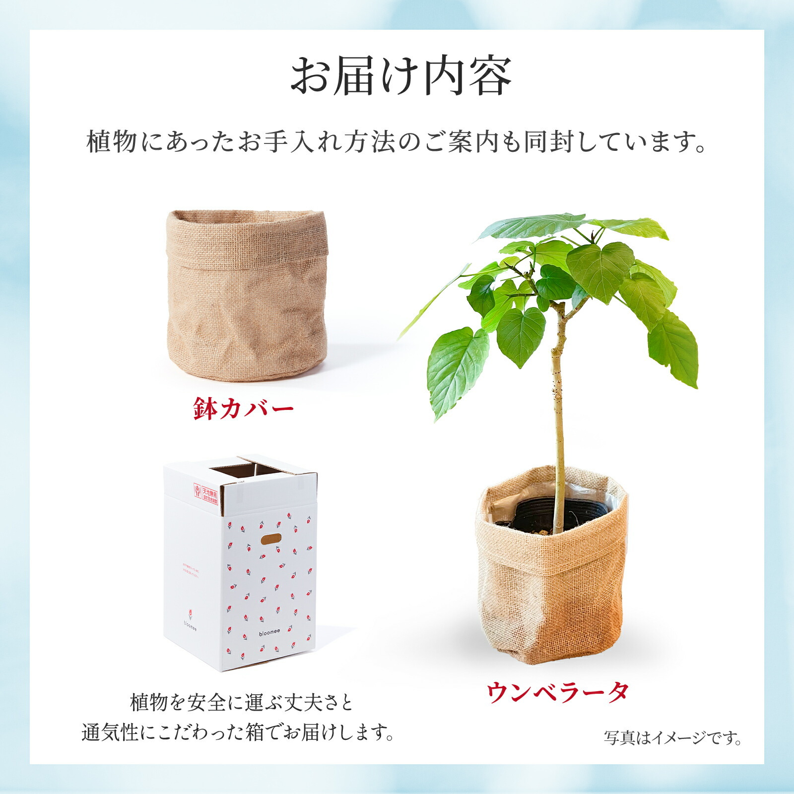 ウンベラータ5号鉢 麻カバー