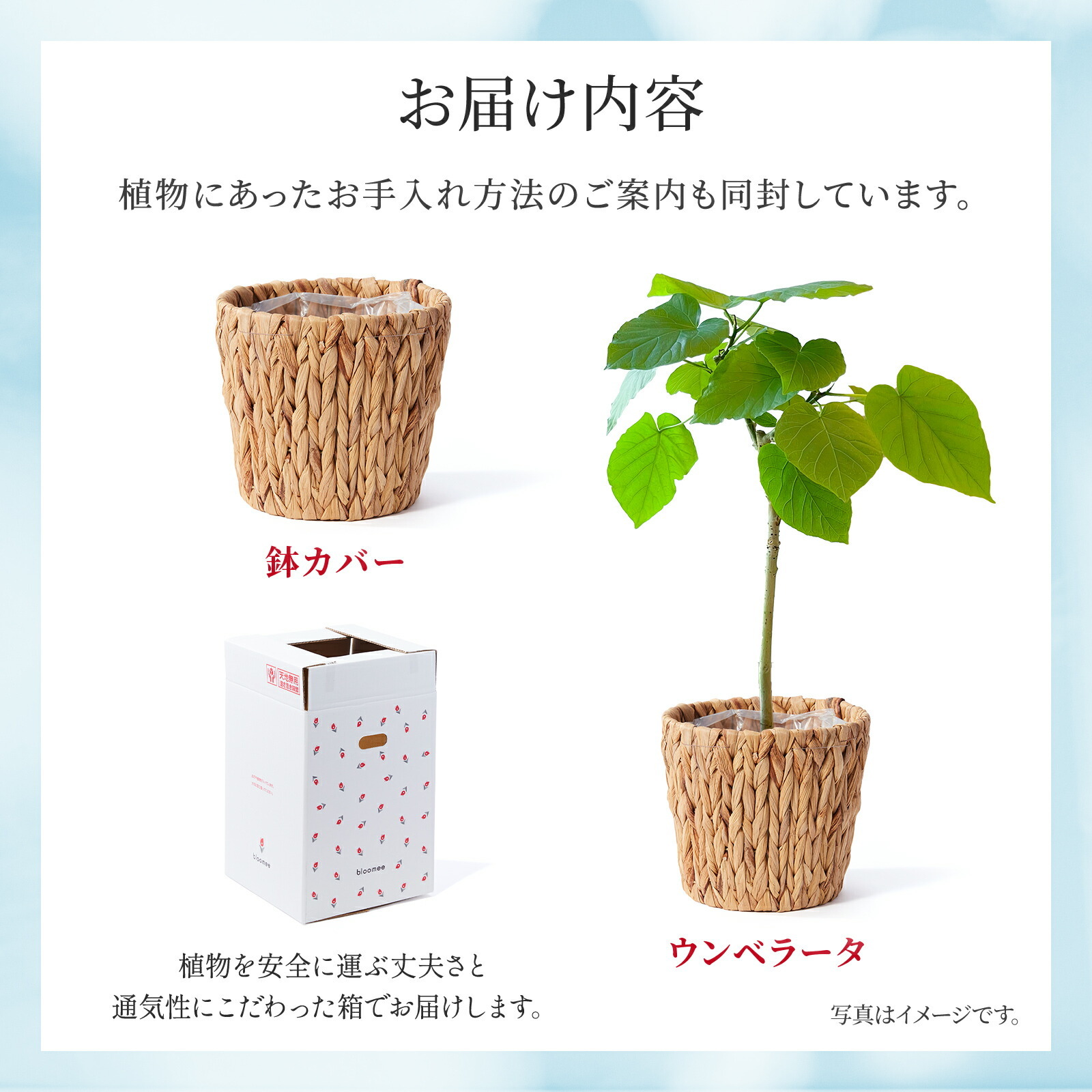 ウンベラータ5号 編み込みカバー