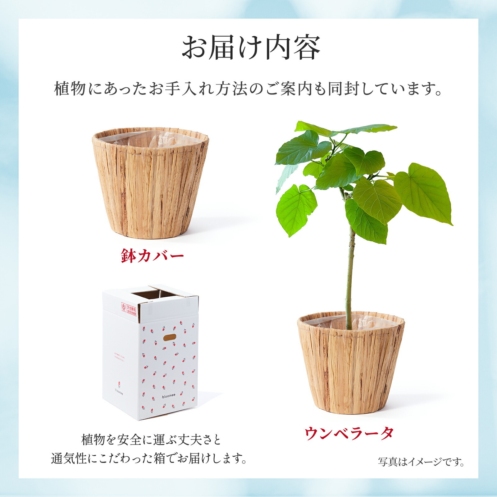 ウンベラータ5号 茶バスケット