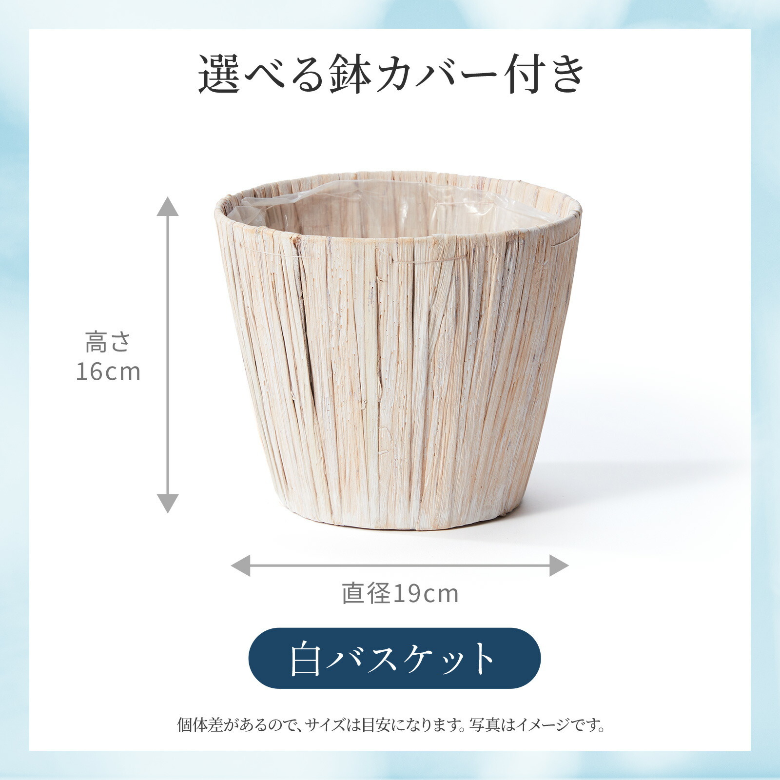 ウンベラータ5号 白バスケット