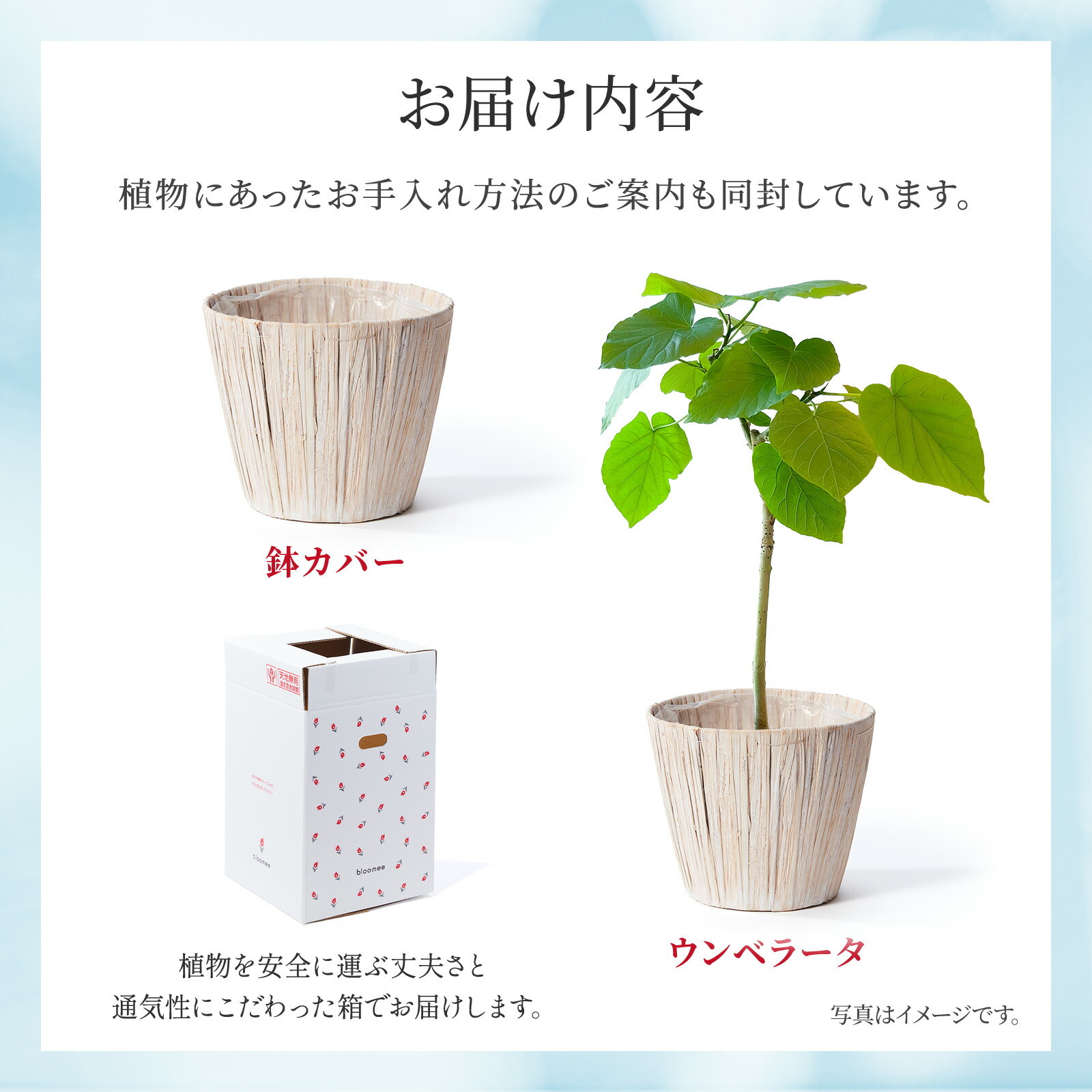 ウンベラータ5号 白バスケット