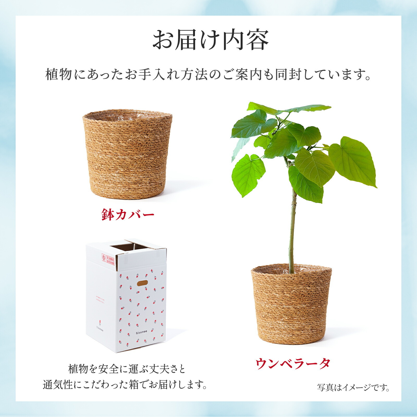 ウンベラータ5号 ジュートカバー