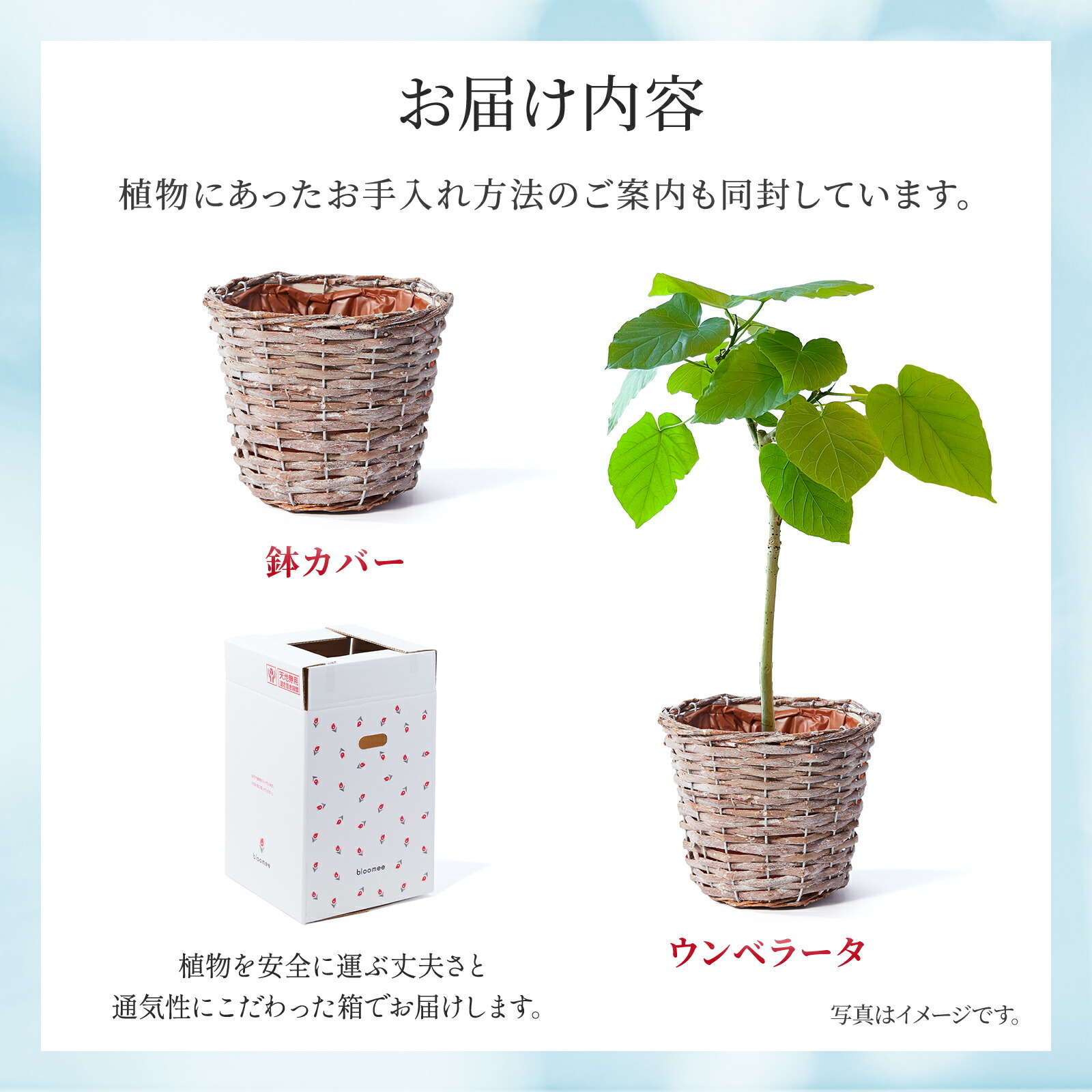 ウンベラータ5号 編みカゴ