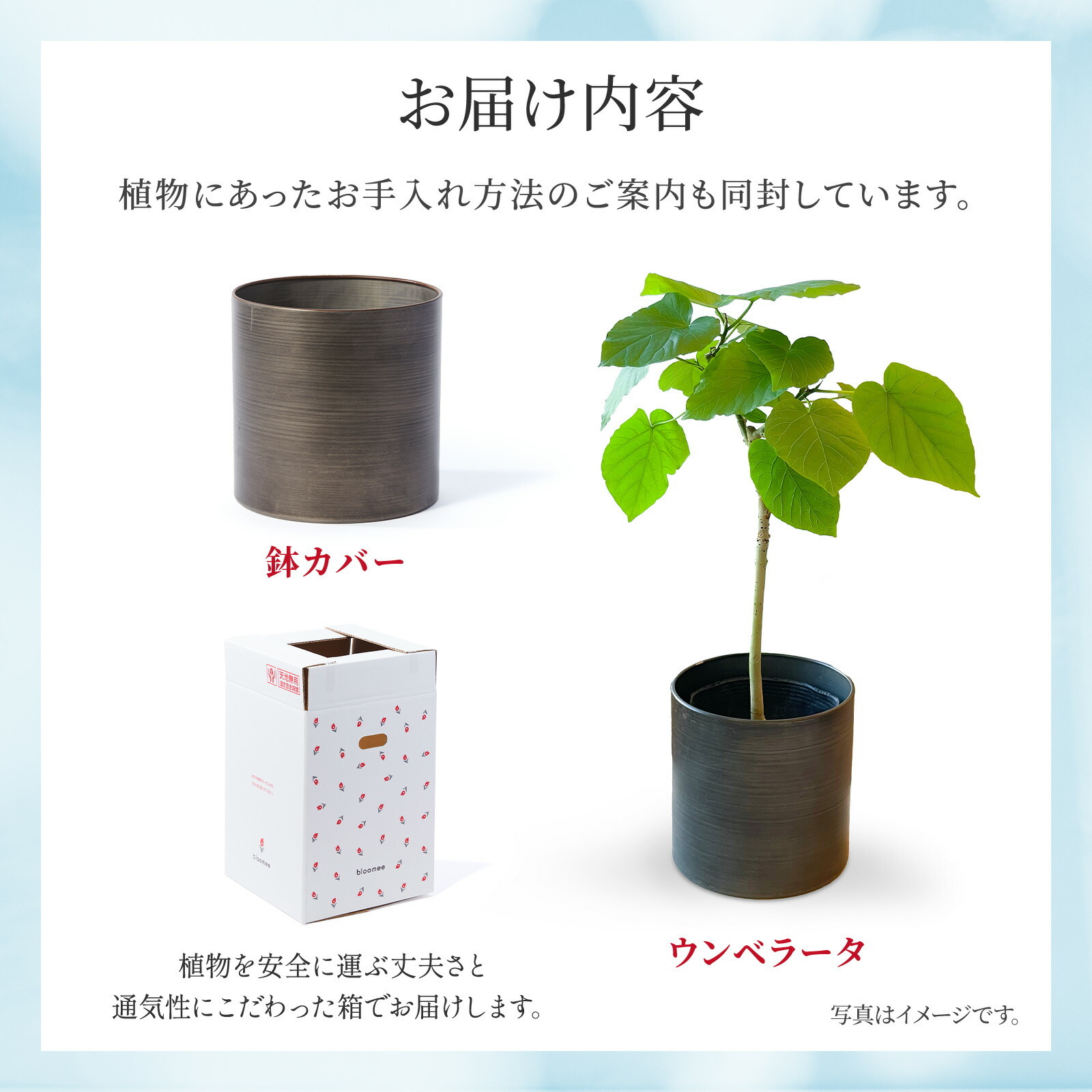 ウンベラータ5号 メタル鉢