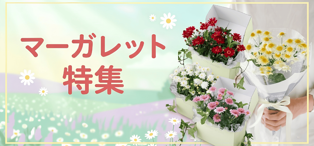 マーガレット 花束・フラワーギフト 商品一覧