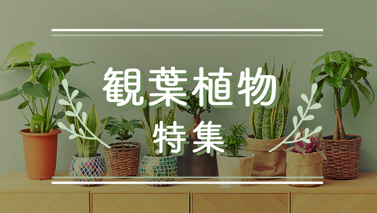 観葉植物特集のバナー