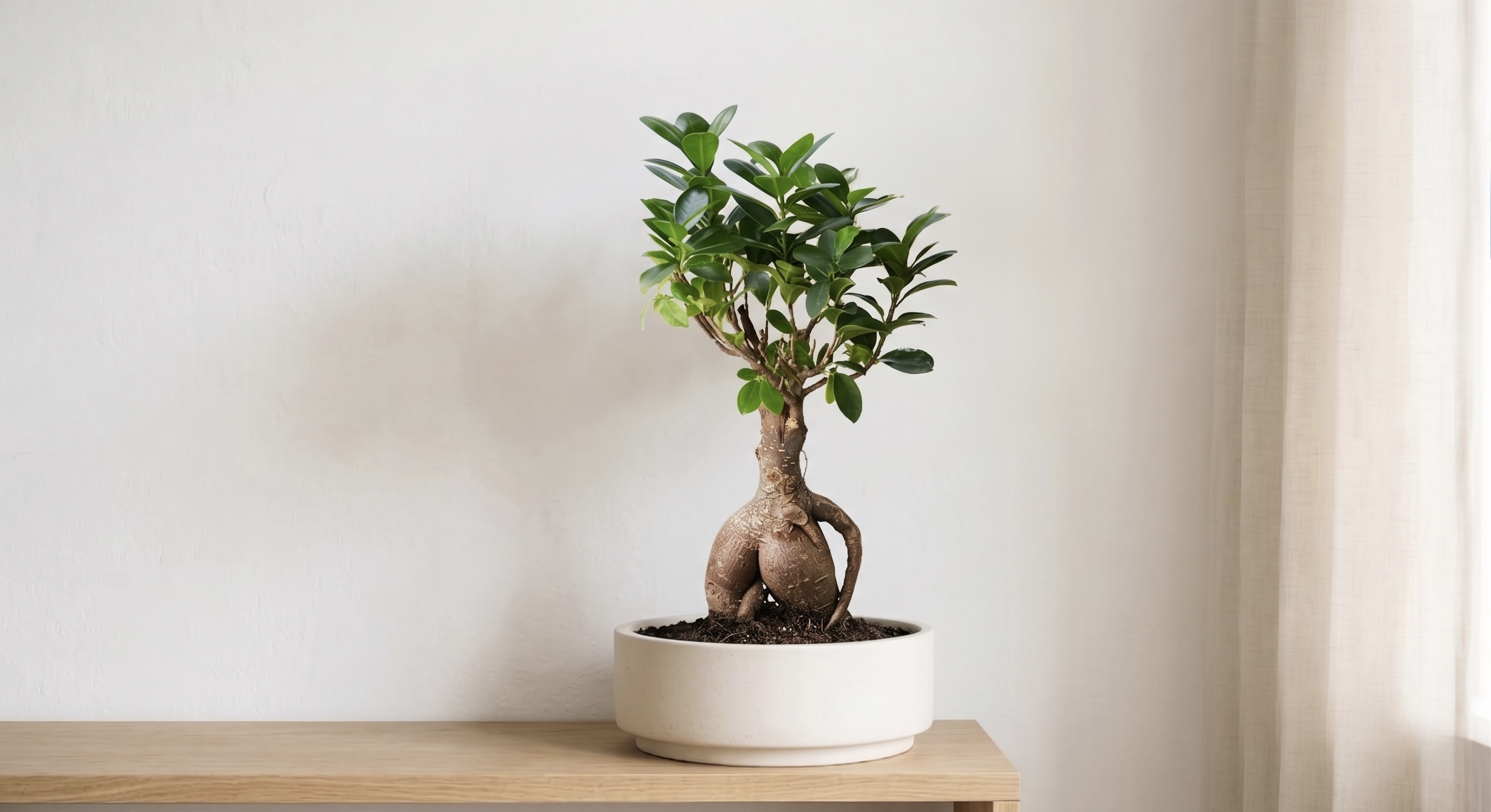 白い鉢に植えられているガジュマル