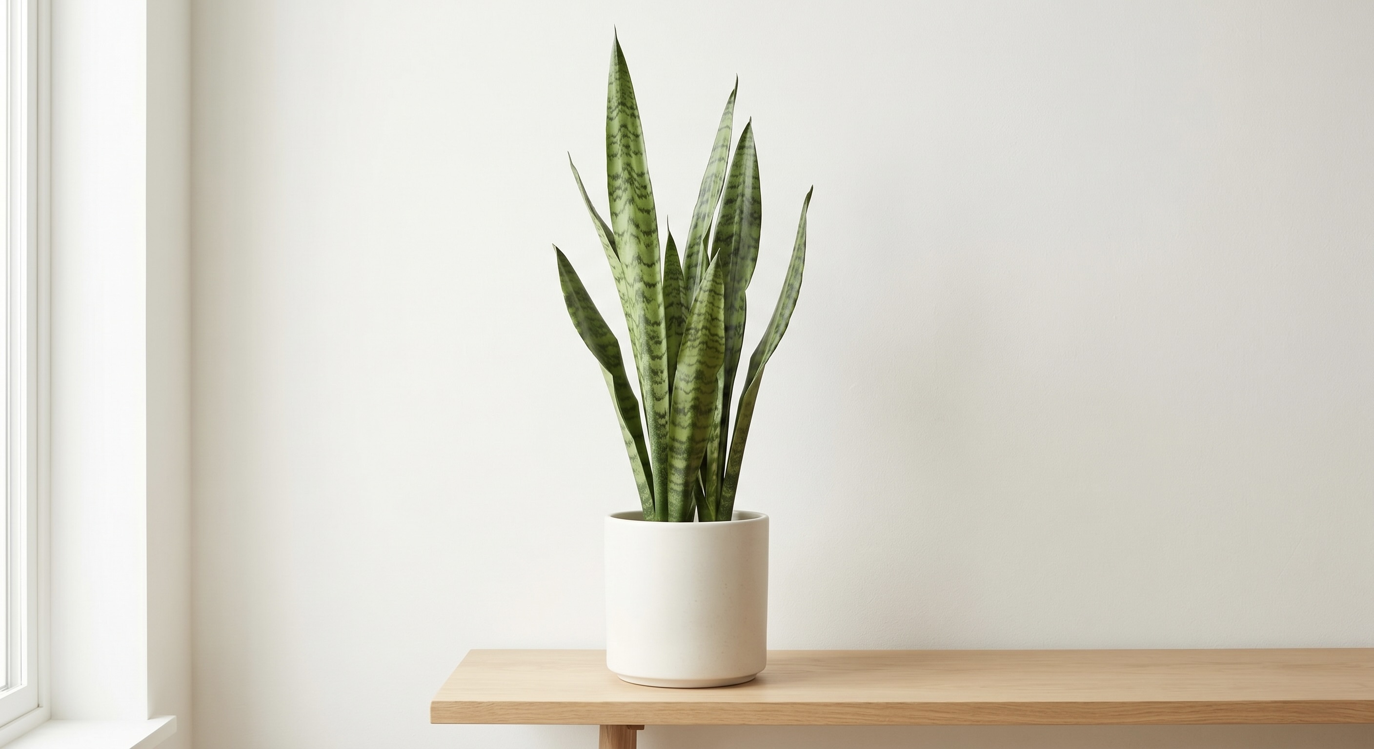 白い鉢に植えられているサンスベリア